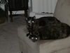 Cally - Urgent Foster Needed w/Cassie