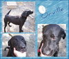 Orville 