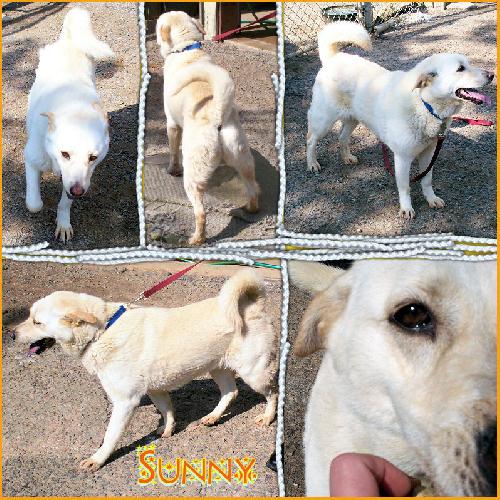 Sunny