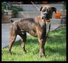 Louie