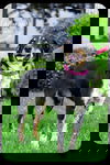 Carlita