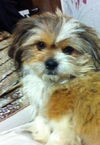 Bailey