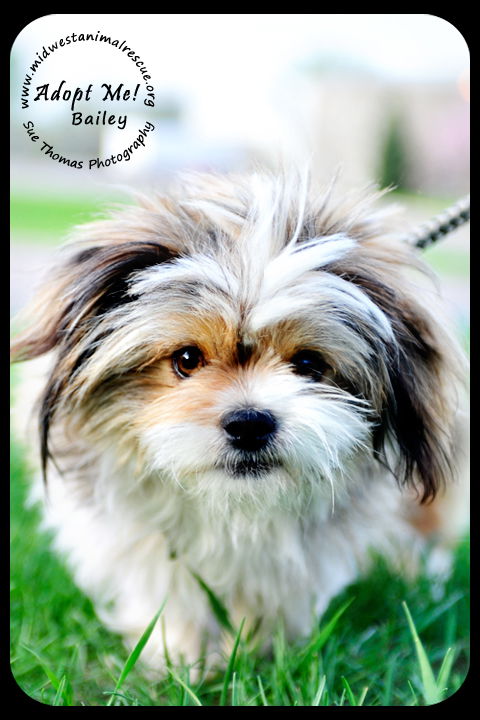Bailey