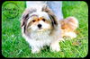 Bailey
