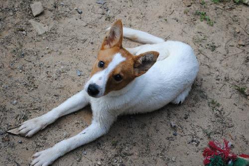 Cisco Puppy