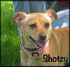 Shotzy