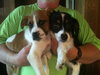 Chase-Puppy