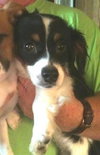 Chase-Puppy
