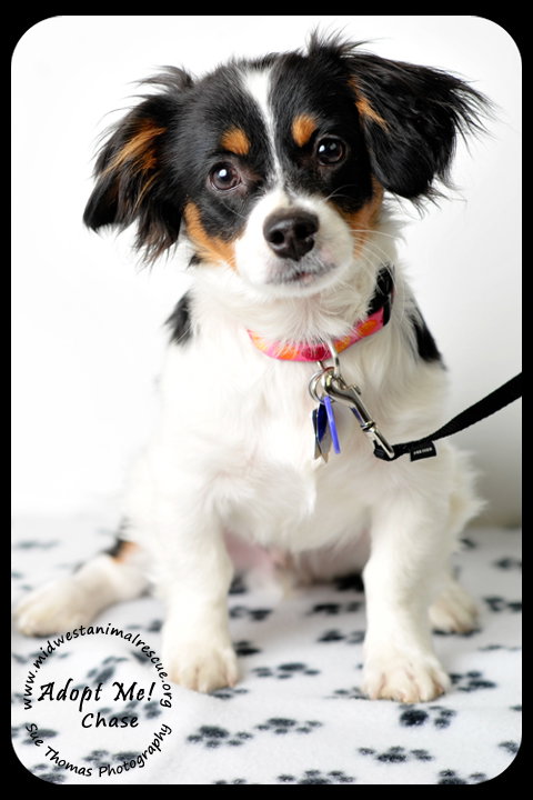 Chase-Puppy