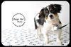 Chase-Puppy