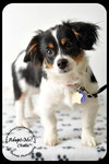 Chase-Puppy