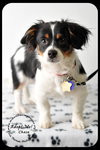 Chase-Puppy