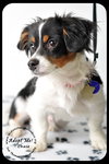 Chase-Puppy