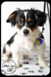 Chase-Puppy