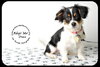Chase-Puppy