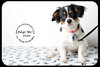 Chase-Puppy