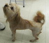 Chewie puppy