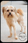 Chewie puppy