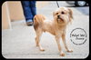 Chewie puppy
