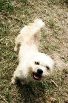Herbie