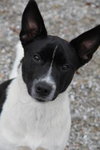 Hotshot Puppy