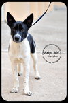 Hotshot Puppy