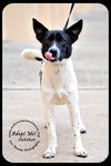 Hotshot Puppy