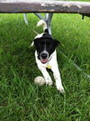 Hotshot Puppy