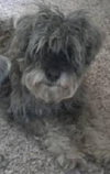 Clyde
