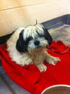 Buster-Senior