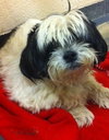 Buster-Senior