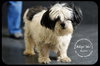 Buster-Senior