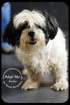 Buster-Senior