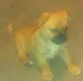 Delilah puppy