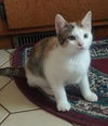 Jeanette