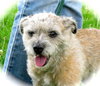 Artie
