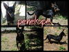 Penelope