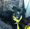 Loki-Foster Needed