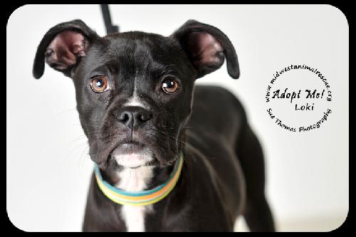 Loki-Foster Needed