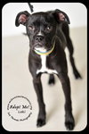 Loki-Foster Needed