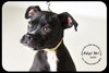 Loki-Foster Needed