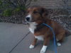Amelia - Urgent and Special Foster Needed