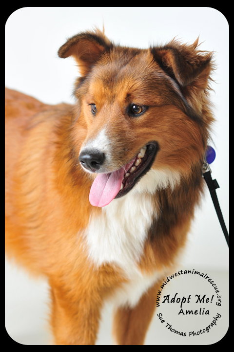 Amelia - Urgent and Special Foster Needed