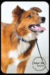 Amelia - Urgent and Special Foster Needed