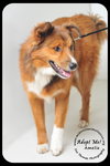 Amelia - Urgent and Special Foster Needed