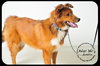 Amelia - Urgent and Special Foster Needed