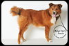 Amelia - Urgent and Special Foster Needed
