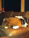 Amelia - Urgent and Special Foster Needed