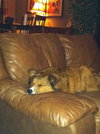 Amelia - Urgent and Special Foster Needed