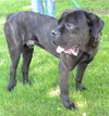 Vito